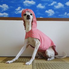 画像1: 赤チェック（内:赤市松）:レインコートS (1)