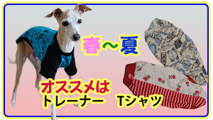 春~夏のお勧めイタグレ服。Tシャツ・トレーナー・キャミソール