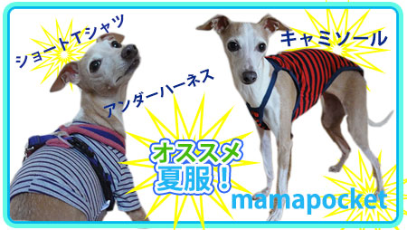 夏のお勧めイタグレ服。Tシャツ・キャミソール